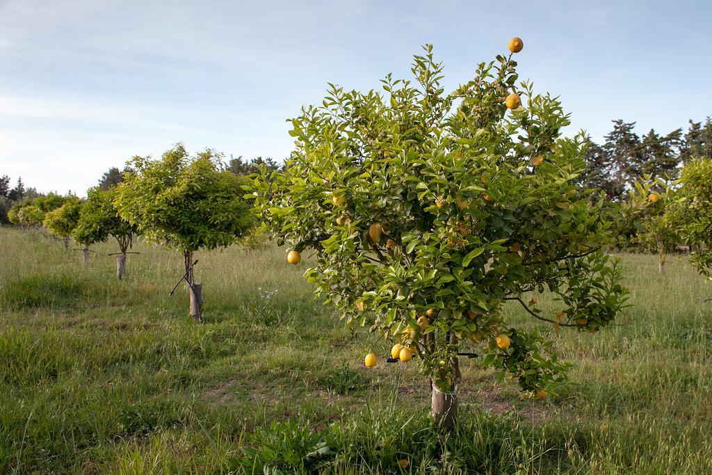 Masseria Della Volpe Casale Modica ภายนอก รูปภาพ
